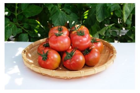 3～4月の期間限定　うまみがぎゅっと凝縮！しぼりトマト 800g ※着日指定不可 《2027年3月上旬-4月末頃出荷予定》