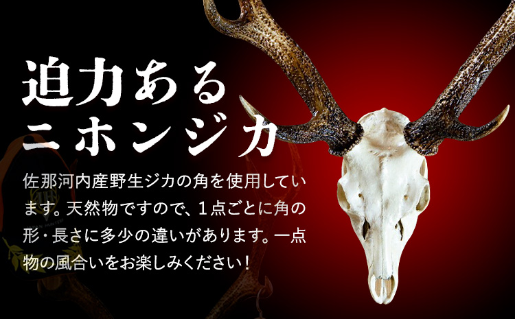 ニホンジカ頭骨付き角　壁掛け(小)　【配送不可地域あり】※離島不可 《30日以内に出荷予定(土日祝除く)》  ---sanagouchi_uen_2_1k---
