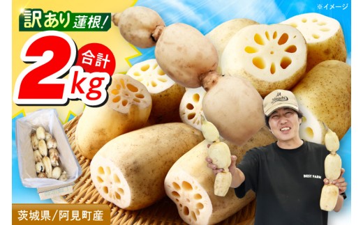 訳あり れんこん 2kg 蓮根 レンコン 野菜 エコ栽培 国産 茨城県産 茨城県 阿見町 新鮮 農家直送 産地直送 （89-03）