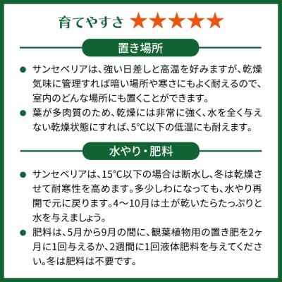 ふるさと納税 糸島市 マイナスイオン発生 サンセベリア・ローレンチー大 スリムポットL 糸島市 [AWB040] |  | 03
