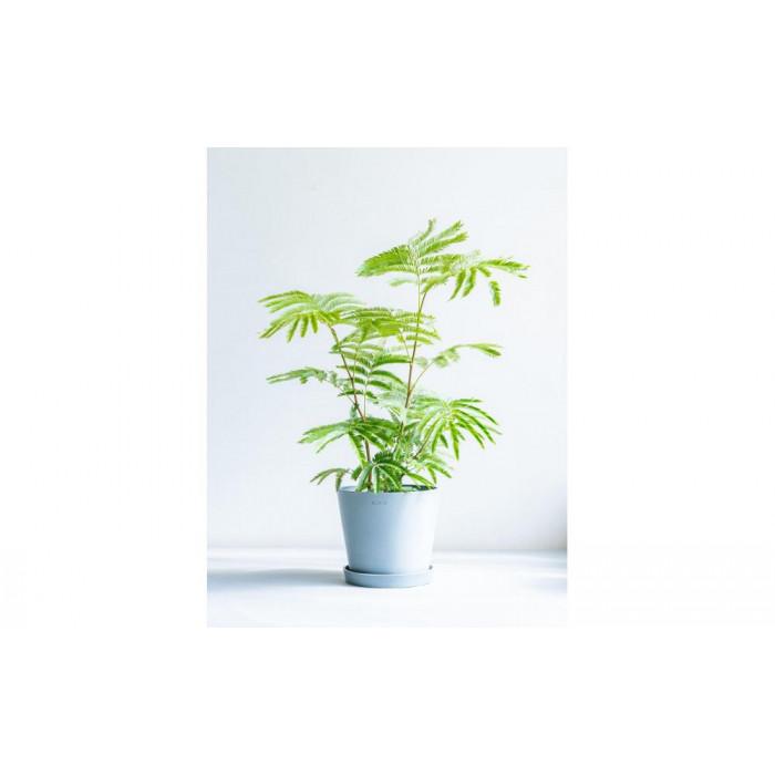 エバーフレッシュ Sサイズ 鉢付き観葉植物 ブルーグレー｜インテリア グリーン 癒し 室内装飾 ギフト｜人気 おすすめ 送料無料｜神奈川県 横浜市