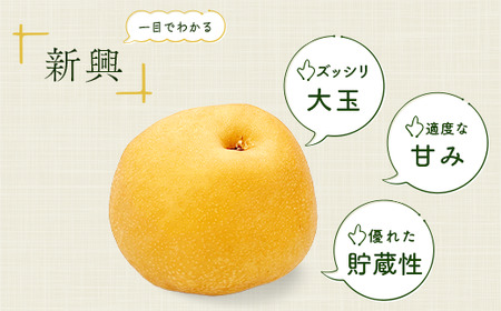 【先行予約 数量限定】梨 新興 約3kg 6玉～12玉 | 梨 梨 梨 梨 梨