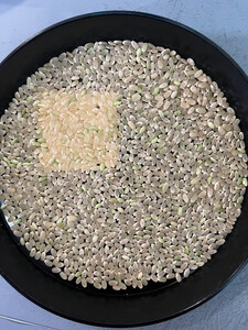 令和7年度産 新米 こしひかり 5kg さぬきの米 たべてんまい