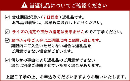 宇城市産 完熟 不知火 約7kg 髙橋果樹園【2025年2月上旬から3月下旬発送予定】柑橘 果物 フルーツ かんきつ