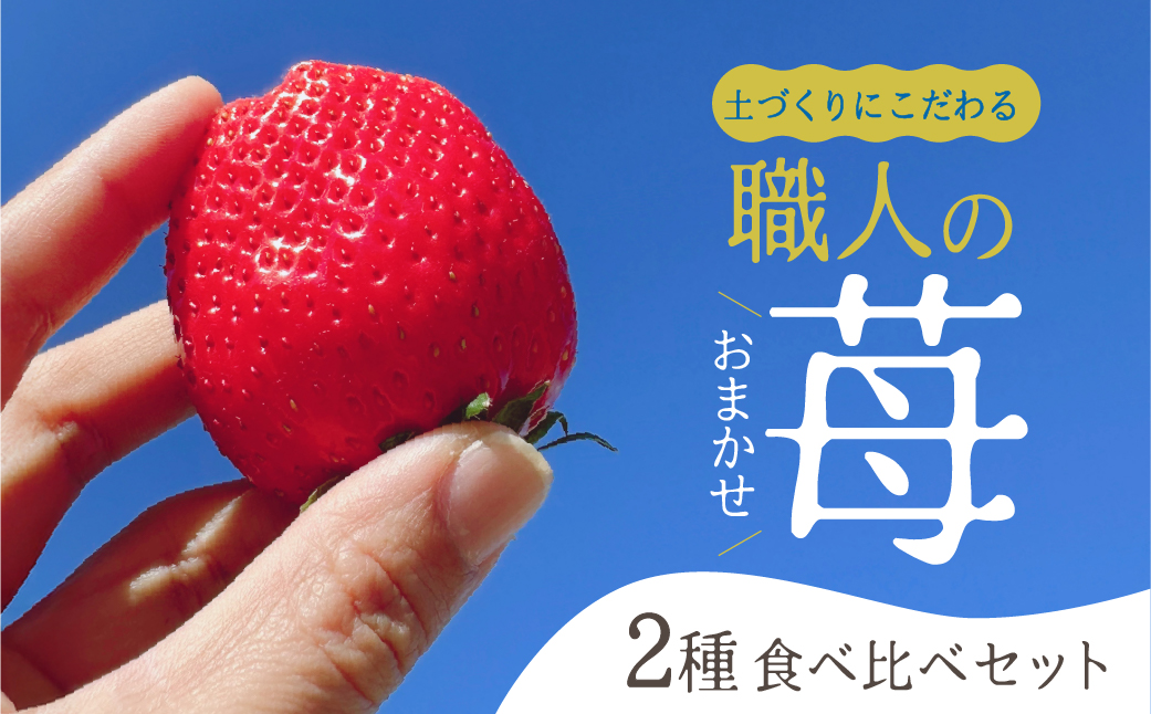 【先行予約】安心安全！職人が作るおまかせ苺 2種 食べ比べセット いちご 苺 おまかせ のため 訳あり 食べ比べ セット 安心 安全 国産 愛知県 田原市 渥美半島