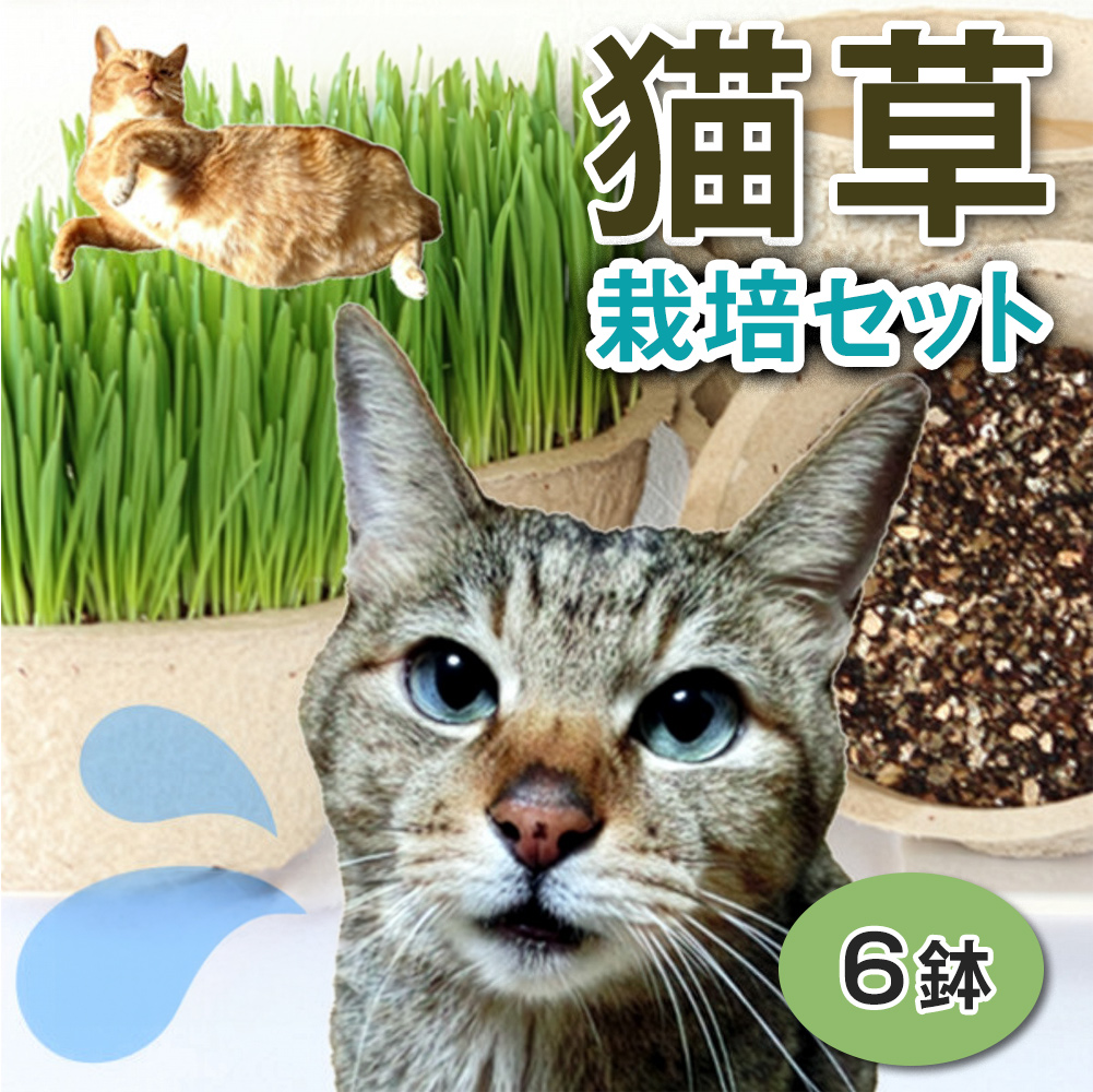 猫草 栽培セット 6鉢｜猫草 6鉢栽培セット 猫草 栽培セット 猫草 まとめ買い 猫草 多頭飼い 大容量 [1195]