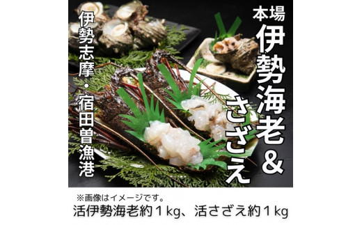 （冷蔵） 活 伊勢海老 活 さざえ セット B 丸池 伊勢えび イセエビ えび 壺焼 高級 鮮魚 海鮮 魚介 刺身 焼き物 汁物 海鮮 特産 海の幸 新鮮 三重県 南伊勢町 伊勢志摩