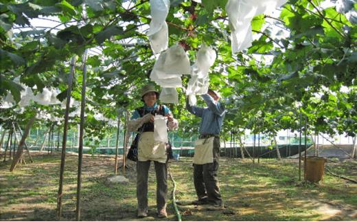 ぶどう 2026年 ニューピオーネ1房とオーロラブラック 1房500g 前後 産地直送 岡山県産 フルーツ 果物 たけまさぶどう園