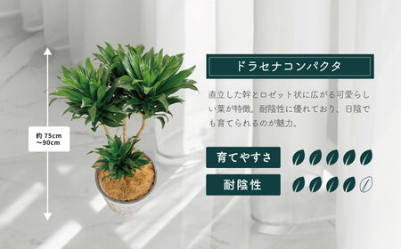 観葉植物 ドラセナコンパクタ8号（約H75cm～90cm）鉢カバーセット / 秦野 神奈川 