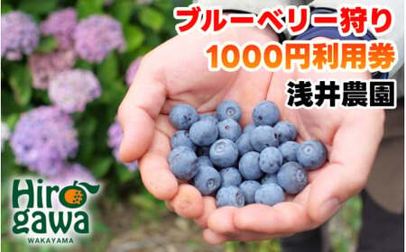 ブルーベリー 狩り 1000円×1枚 利用券 ※6月上旬～7月下旬 開催！ 食べ放題 時間無制限 で約10品種の食べ比べをお楽しみください♪ / ハイブッシュ ラビットアイ ファミリー カップル 女性 におすすめ♪【asa911-cp1】