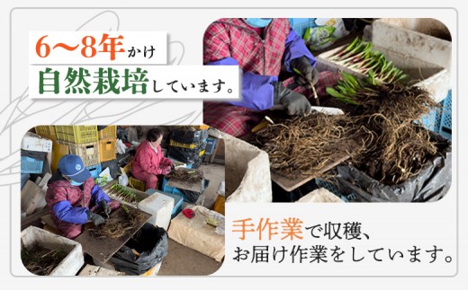 【ハーブとして最適】行者にんにく3袋（葉部・茎部）グリーン行者×2袋 ホワイト行者×1袋