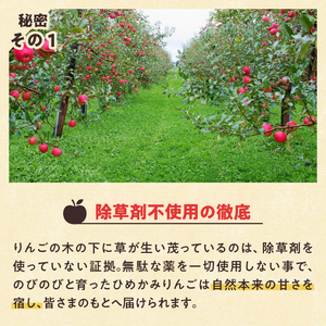 【令和6年出荷受付】ひめかみりんご　約4kg