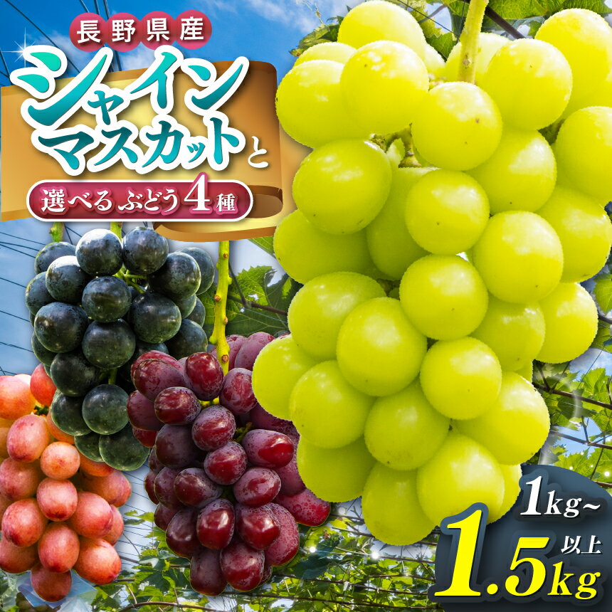 【ふるさと納税】【先行受付】【選べる品種セット】 松本市山辺産　シャインマスカット・Aセット～Dセット | シャインマスカット ナガノパープル クイーンルージュ® 富士の輝 ぶどう ブドウ 葡萄 フルーツ 果物 ふるさと納税 長野県 信州 松本市