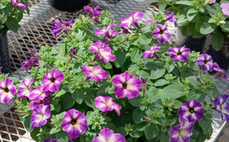 【4月末より順次発送】 サフィニア ブルーモーメント 鉢花　/ 瑞浪市 中山園芸 花 お花 お祝い 鉢植え 生花 ギフト プレゼント フラワー[AZDC008]