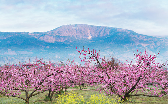 もも【だてか白桃・2026年産先行受付】特秀5kg(12~16玉)桑折町振興公社 桃