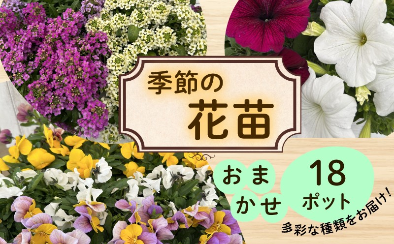 
            季節 の 花苗 おまかせ 18 ポット  花 生産農場 直送 寄せ植え ガーデニング 緑 はな hana ペチュニア ベゴニアセンパ マリーゴールド 赤サルビア ポーチュラカ一重 八重 バーベナ インパチェンス コリウス パンジー ビオラ 葉ボタン アリッサム 苗 植物 渡辺花園 神奈川 湘南 藤沢
          