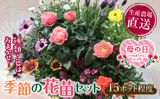 【母の日ギフト用】生産農場直送！季節の花苗セット (10～15ポット程度)  花苗 苗 セット 寄せ植え 花壇 ガーデニング F6L-1447