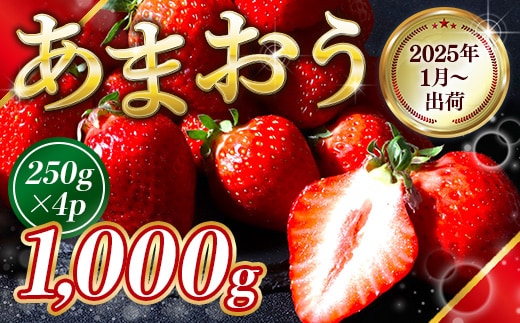 
										
										福岡県産 あまおう 1000g 送料無料 いちご 果物 フルーツ ギフト 季節限定 スイーツ ケーキ ブランド 先行予約 2025年1月より順次発送 TY051-2
									