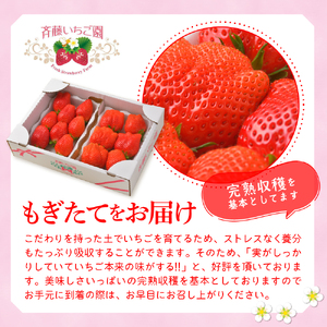 《先行受付》※5月より順次発送※ いちご「 やよいひめ 」約270g×4パック 群馬県 千代田町 ＜斉藤いちご園＞ 大粒 完熟収穫 大容量 とれたて 新鮮 送料 無料 数量 限定 甘い 豊かな 香り 