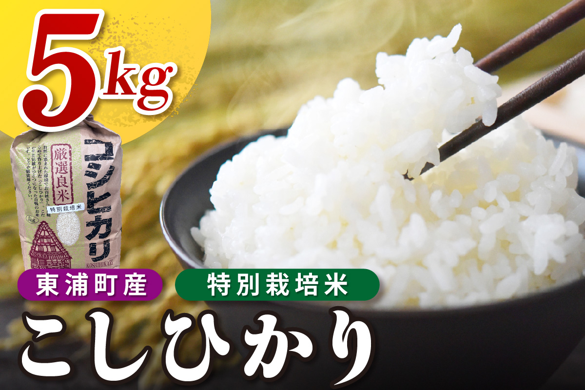 東浦町産　こしひかり　約5kg│米 お米 コメ 白米 精米 新米 産地直送 愛知県産 鈴木農産 愛知県 東浦町