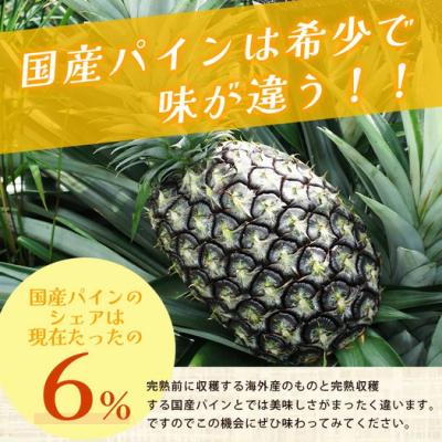 ふるさと納税 石垣市 【先行受付】《2026年7月上旬頃より順次発送》石垣島産 ハワイ種パイン 3〜4玉セット約4.2kg |  | 03