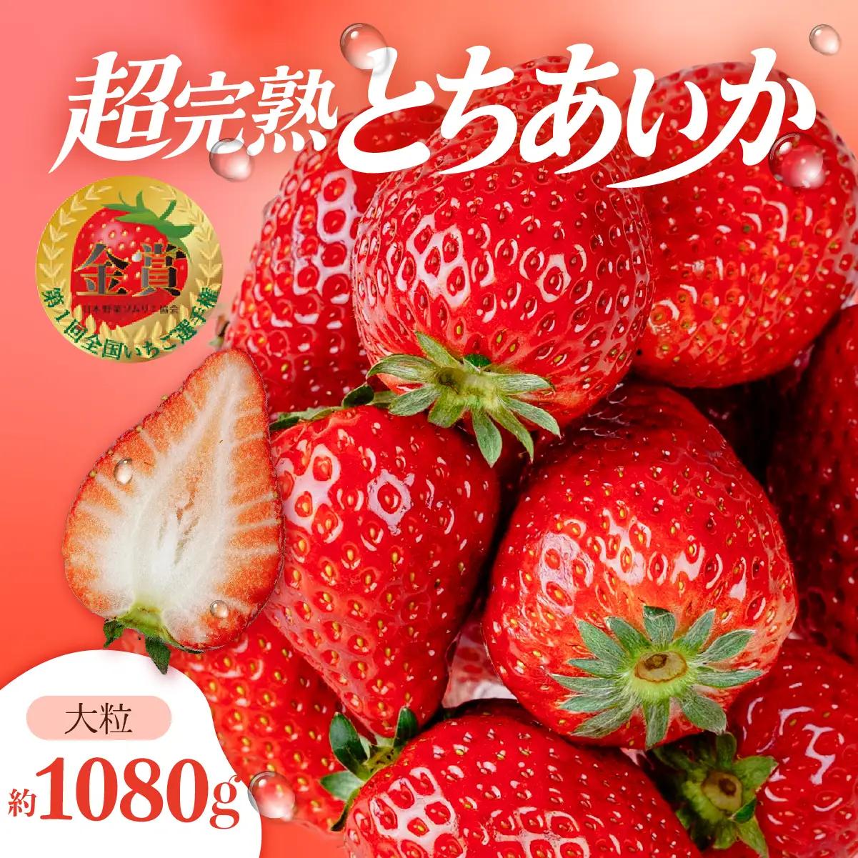 いちご【1月以降発送】朝採れとちあいか 大粒 約270g × 4パック 合計 約1080g |イチゴ いちご