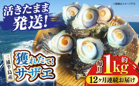 【全12回定期便】サザエ 1kg 6~10個 三浦半島  さざえ サザエ さざえ サザエ 【長井水産株式会社】 [AKAJ025]