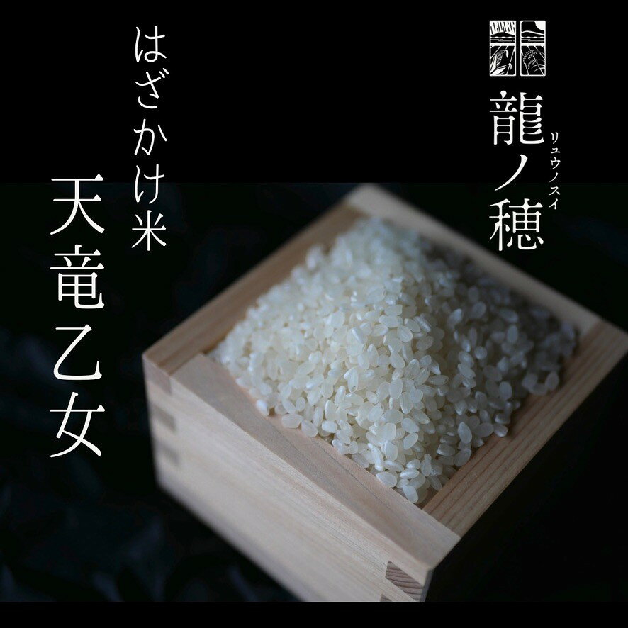 【ふるさと納税】【令和8年産】 南信州産 はざかけ米 天竜乙女 【選べる容量】 5kg 10kg 龍ノ穂 −リュウノスイー | 米 お米 おこめ ご飯 ごはん 食卓 長野県 飯田市 信州