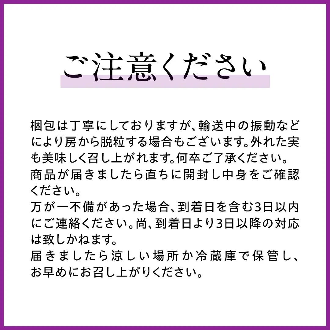 シャインマスカットとピオーネ（種なし）約1.5kg（計2～3房）ご家庭用 (桜川市・石岡市共通返礼品) [FB019sa]