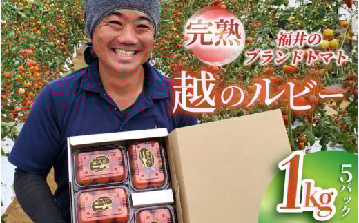 【先行予約】【福井県あわら市産】福井のブランドトマト【完熟 越のルビー】1kg（5パック） / 農家直送 朝採れ ミディトマト ブランドトマト 福井県産 福井 高糖度 フルーツ 野菜 甘い トマトの苦手な人 ※2025年9月上旬より順次発送