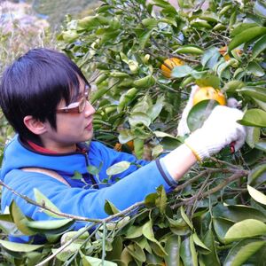 訳あり ゆら みかん 5kg (温州みかん)※2025年11月下旬～順次発送【fmlb089-12】 