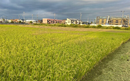 令和7年産 ハツシモ 玄米 10kg 腸活 ヘルシー 米 ブランド米 岐阜市 / 川瀬ファーム[ANIB004]