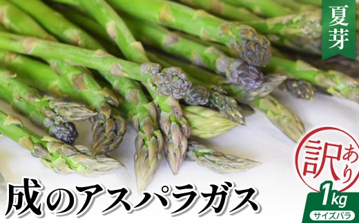 【 令和8年産 】 成のアスパラガス　訳あり　1kｇ（サイズバラ）夏芽 〔 2026年 7月上旬頃 ～ 9月中旬発送予定 〕 野菜 農園成 農家直送 産地直送 2026年産