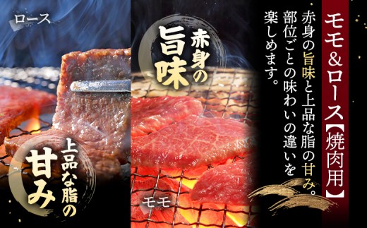 【古今東北】 宮城県産 特選仙台牛 A5ランク 美らいす和牛 焼き肉用セット（モモ・ロース） 480g（ロース 200g / も