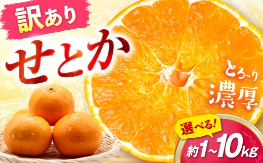 みかん 訳あり せとか 約3kg サイズ不揃い【2月下旬から3月下旬まで順次発送】 / フルーツ 果物 蜜柑 ミカン オレンジ 訳あり 訳アリ 小玉 甘い 先行予約 3kg 愛媛 / 愛媛県砥部町/えひめ農園組合 [BJAZ004]