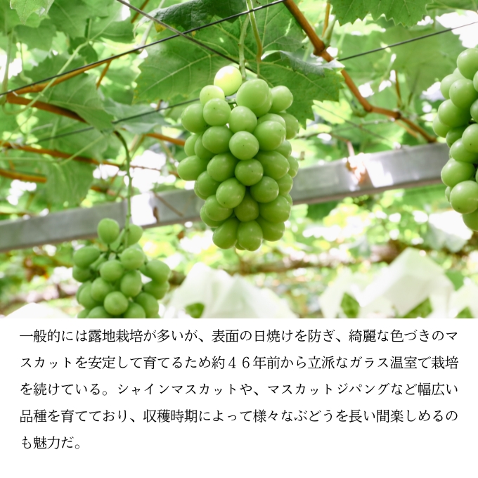 マスカット・ジパング 1房（900g以上）内田農園 岡山県 瀬戸内市 邑久町産 葡萄 ぶどう 2025年【配達不可：北海道・沖縄・離島】 果物類 フルーツ オリジナル 種なし 皮ごと 