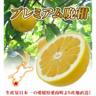  プレミアム 河内晩柑 10kg L から 3L 優品 贈答用 樹齢 20年 以上 古木 厳選 大玉 果実 特選 直送 和製 グレープフルーツ 愛南ゴールド フルーツ 人気 柑橘 爽やか 甘み ジューシー 果汁 旬の果物 くだもの みかん 産地直送 農園直送 春 味覚 初夏 デザート ジュース おすすめ 生搾り デザート ゼリー 愛媛県 愛南町 清家ばんかんビレッジ