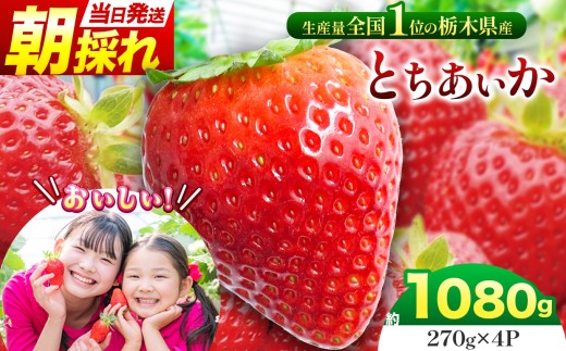 【先行予約】那珂川町産とちあいか 270ｇ×4Ｐ |  苺 イチゴ 大粒 甘い 贈答用 数量限定 果物 フルーツデザート 人気 贅沢 たっぷり 大容量 朝採れ当日発送 栃木県 那珂川町 送料無料