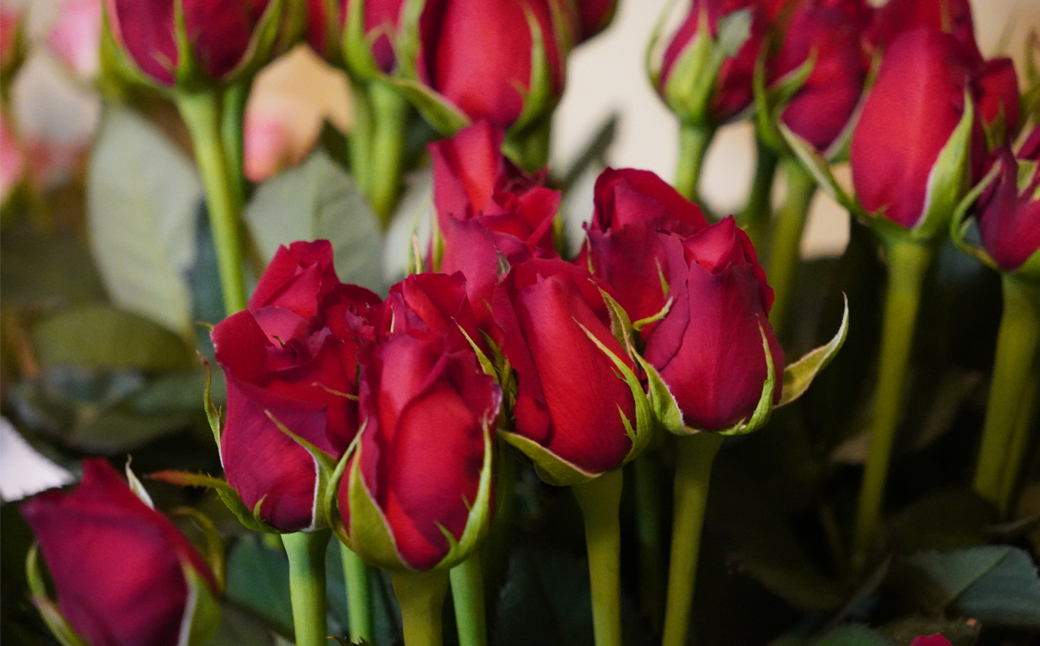 ＜配送エリア限定・着日指定必須＞ 生産農家直送 バラ花束 新鮮Mix 約11～13本 | 埼玉県 上尾市 バラ 薔薇 ローズ 花束 植物 インテリア 誕生日 記念日 お祝い 母の日 父の日 ラッピング