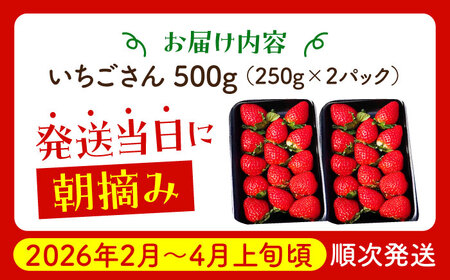 【2〜4月発送】朝摘みいちご（いちごさん）500g（250g×2パック） [HAF021]くだもの 果物 フルーツ