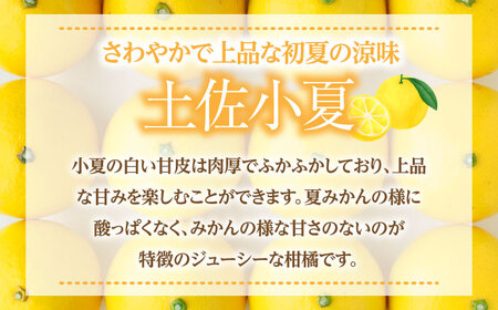 【先行予約】土佐小夏約2.5kg 13個前後 Lサイズ〈2026年4月中旬-2026年7月中旬頃発送〉/ 日向夏 オレンジ ニューサマーオレーンジ 日向夏 ニューサマオレンジ 高知県 蜜柑 デザート 