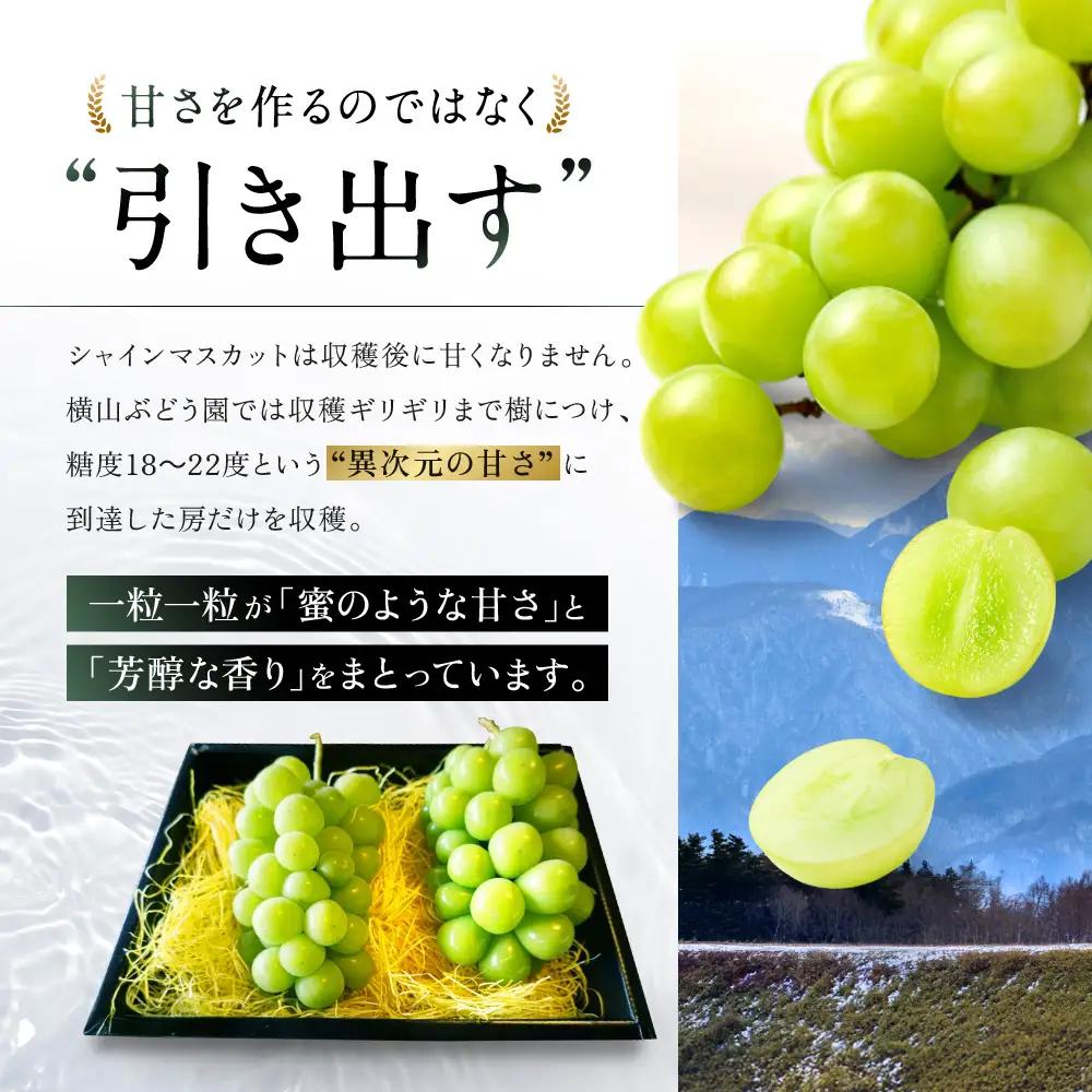 【先行予約】定期便　樹上完熟 シャインマスカット（特別栽培）2.4㎏／4房　3回 山梨シャインマスカット