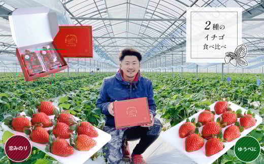 【化粧箱入り】２種のイチゴ食べ比べセット ＜マルキ農園＞ | 果物 フルーツ いちご ゆうべに 恋みのり 食べ比べ セット 熊本 玉名
