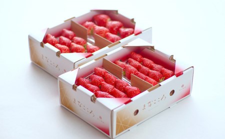 【先行予約】とちおとめ いちご 260g×4P 埼玉県 東松山市