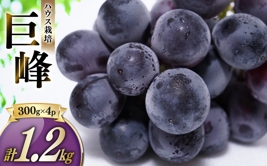 
            ハウス巨峰 1.2kg（300g×4パック） ブドウ 葡萄 巨峰 果物 くだもの フルーツ 果実 デザート  【2026年7月下旬～9月上旬発送予定】
          