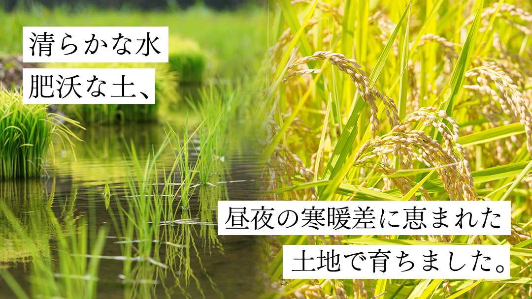《 令和8年産 》 全6回 定期便 桜川市産 こしひかり 15kg × 6回 新米 先行予約 6ヶ月 茨城県 桜川市 米 お米 白米 コメ ごはん 精米 コシヒカリ 国産 限定 銘柄米 [SC036s