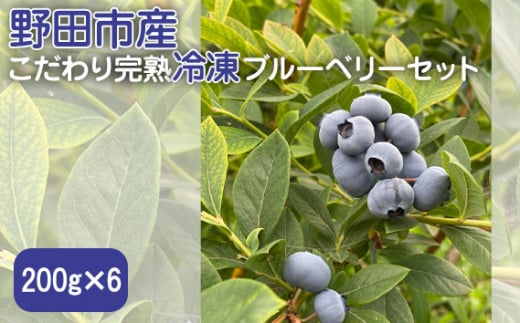 No.279 野田市産こだわり完熟冷凍ブルーベリーセット　200g×6 ／ アンチエイジング 眼精疲労回復 フルーツ 千葉県