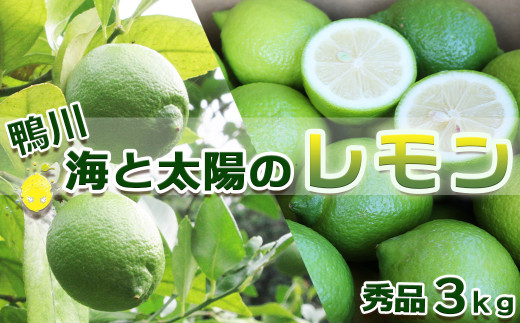 《先行予約》【皮まで食べられる】海と太陽のレモン【秀品】３kg（約25個）[11月発送]　[0011-0057]