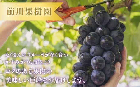 【2026年先行予約】 巨峰 2kg （茨城県共通返礼品・かすみがうら市産） ／ 巨峰 きょほう キョホウ 葡萄 ぶどう ブドウ フルーツ 果物 2kg