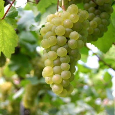 ふるさと納税 三次市 冷やして飲みたい三次のTOMOEシャルドネ(白ワイン)セット |  | 03